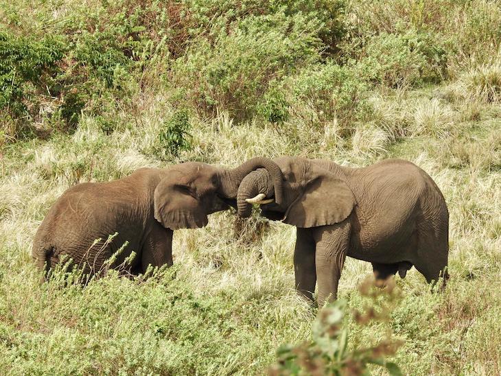 Elefantes na Tanzânia © Fotografia de Vitor Silva
