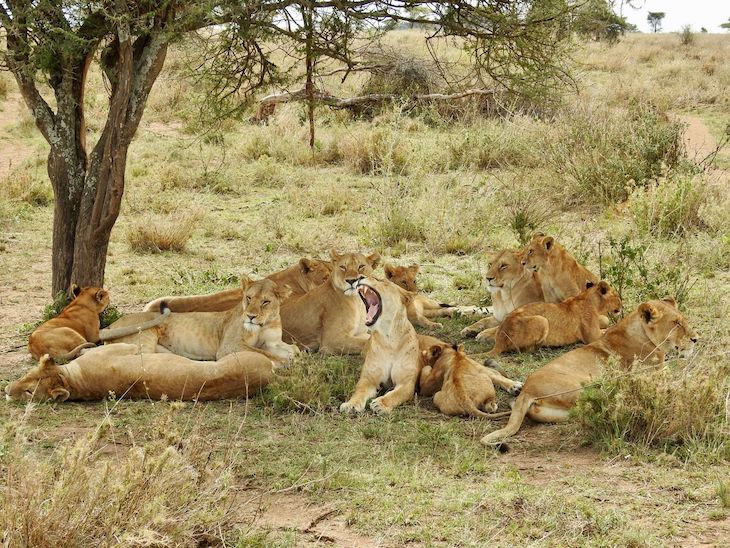 Família de leões na Tanzânia © Fotografia de Vitor Silva