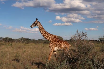 Girafa no Serengeti - Tanzania © Viaje Comigo