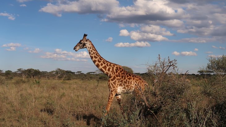 Girafa no Serengeti - Tanzania © Viaje Comigo