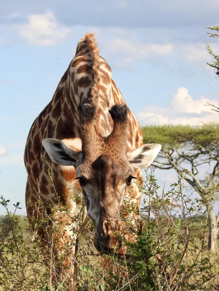 Girafa na Tanzânia © Fotografia de Vitor Silva
