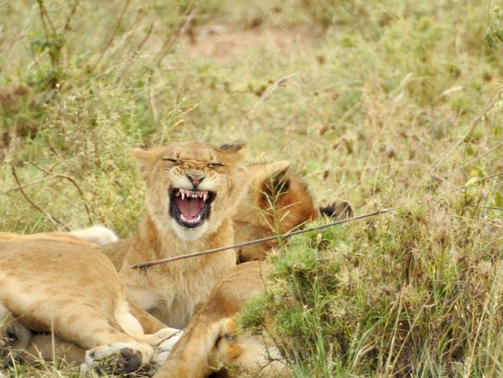 Leoa a bocejar, na Tanzânia © Fotografia de Vitor Silva