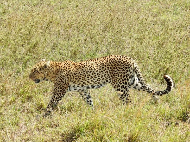 Leopardo na Tanzânia © Fotografia de Vitor Silva