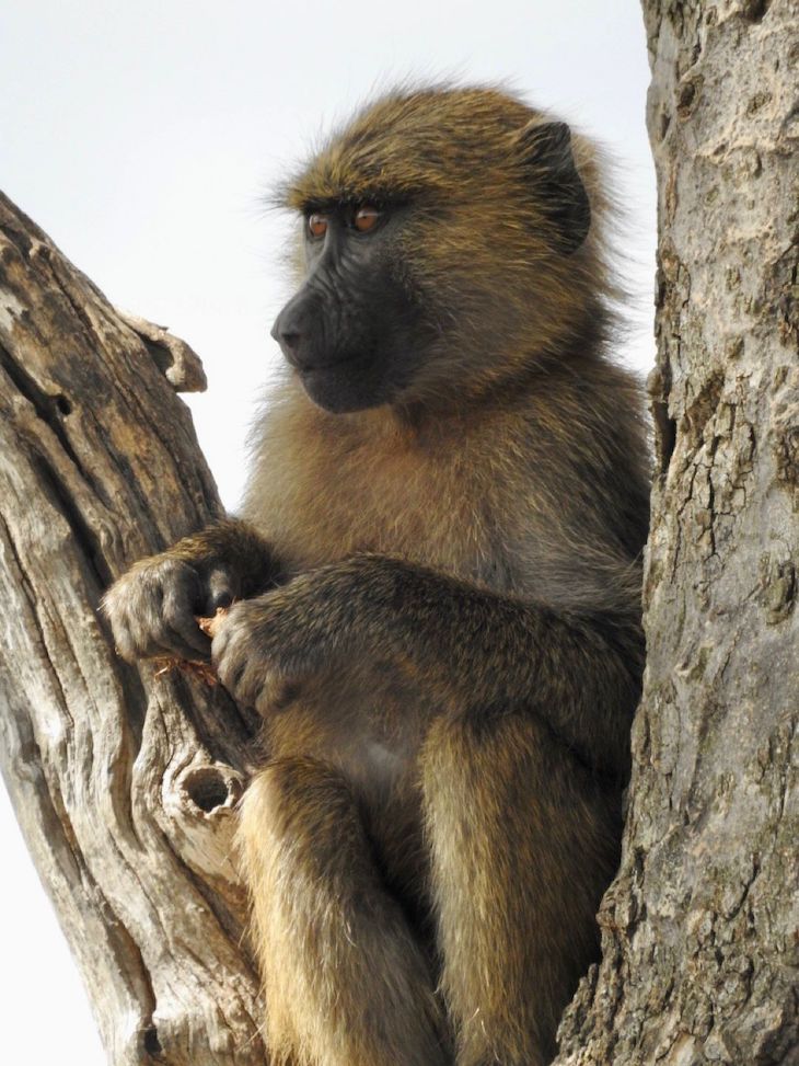 Macaco na Tanzânia © Fotografia de Vitor Silva