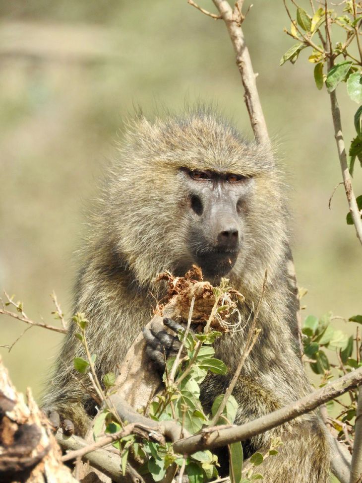 Macaco na Tanzânia © Fotografia de Vitor Silva