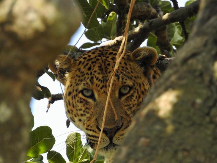 Olhar do leopardo, na Tanzânia © Fotografia de Vitor Silva