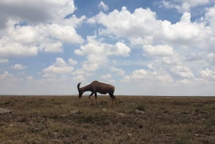 Parque Nacional do Serengeti - Tanzânia © Viaje Comigo