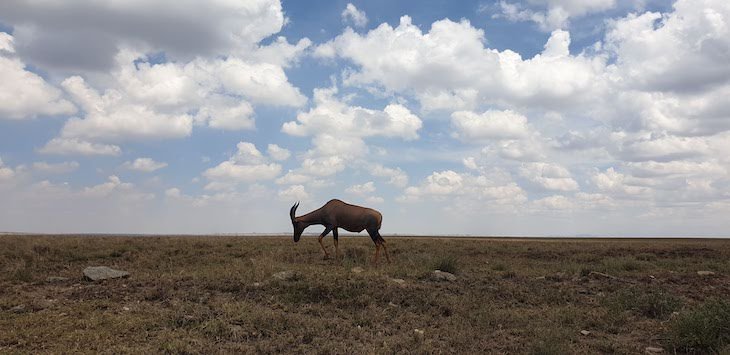 Parque Nacional do Serengeti - Tanzânia © Viaje Comigo