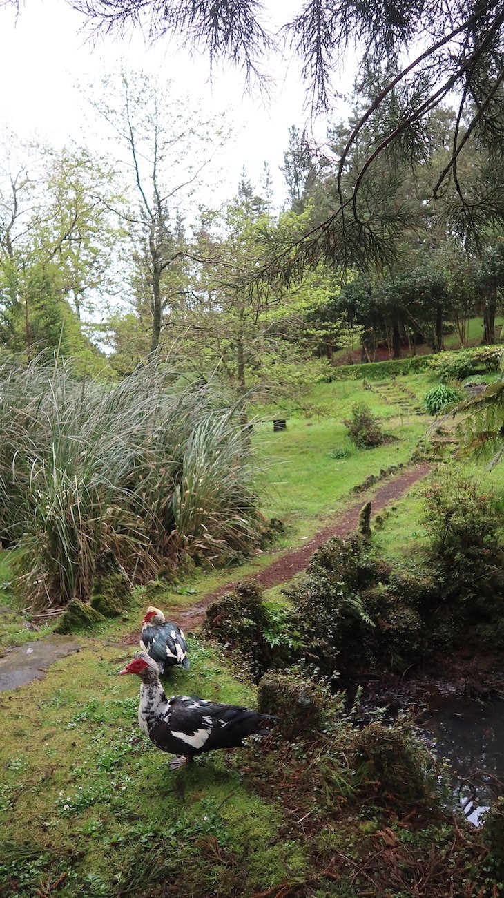 Parque florestal Sete Fontes, São Jorge - Açores © Viaje Comigo