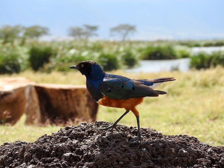 Pássaros na Tanzânia © Fotografia de Vitor Silva