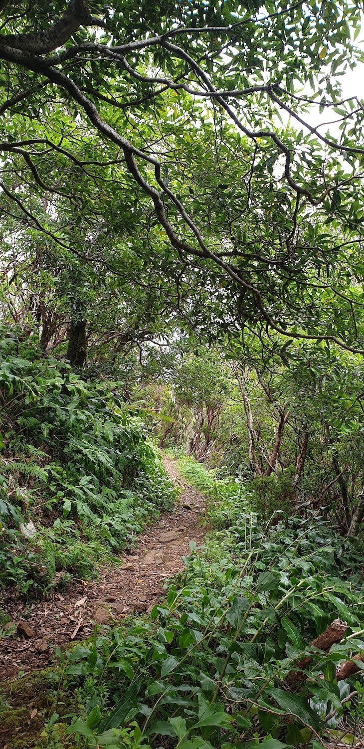 Trilho da Caldeira Santo Cristo - ilha de São Jorge - Açores © Viaje Comigo