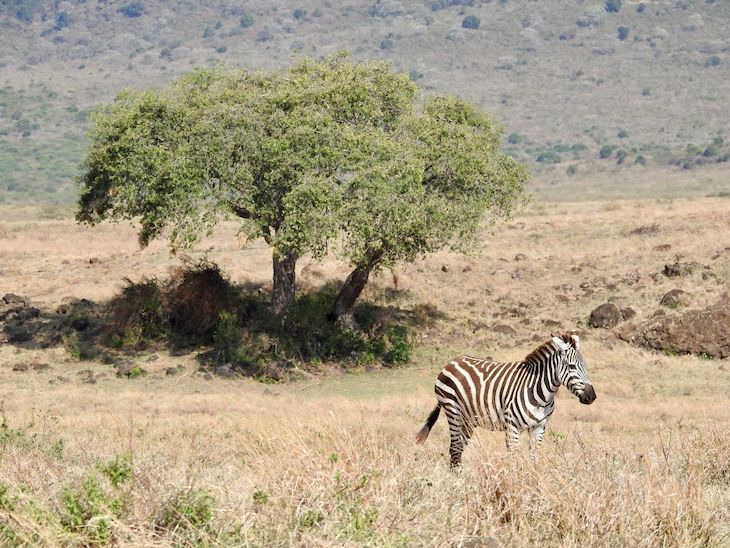 Zebra na Tanzânia © Fotografia de Vitor Silva
