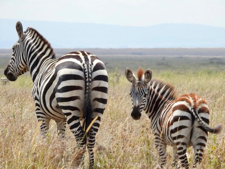 Zebras na Tanzânia © Fotografia de Vitor Silva