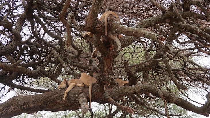 Árvore de leões no Parque Nacional Lake Manyara - Tanzânia © Viaje Comigo