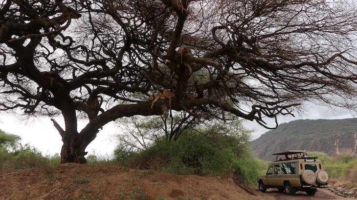 Árvore com leões - Parque Nacional do Lake Manyara - Tanzânia © Viaje Comigo