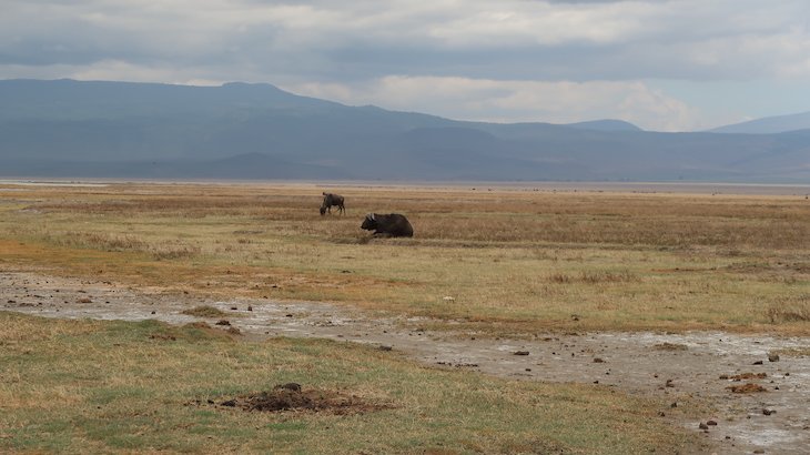 Parque Natural Ngorongoro - Tanzânia © Viaje Comigo