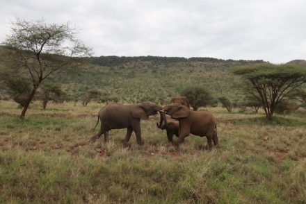 Parque Nacional Lake Manyara - Tanzânia © Viaje Comigo