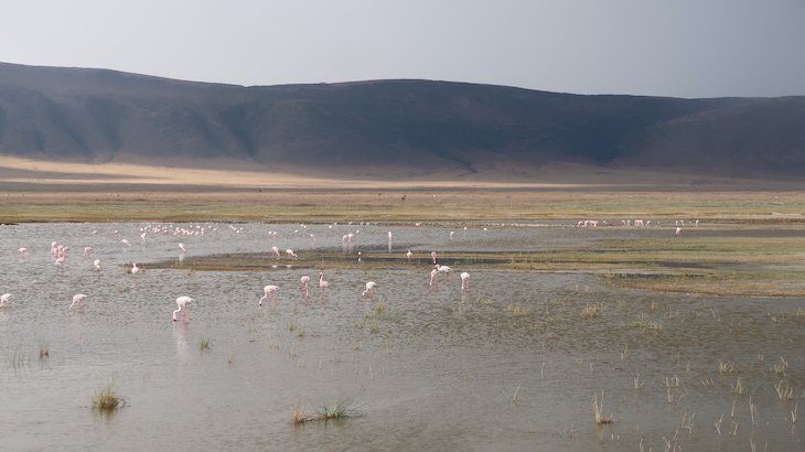 Flamingos no Parque Natural Ngorongoro - Tanzânia © Viaje Comigo