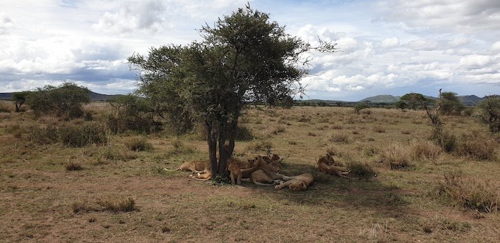 Parque Nacional do Serengeti - Tanzânia © Viaje Comigo