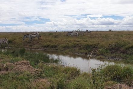 Parque Nacional do Serengeti - Tanzânia © Viaje Comigo