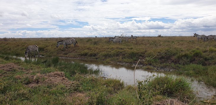 Parque Nacional do Serengeti - Tanzânia © Viaje Comigo