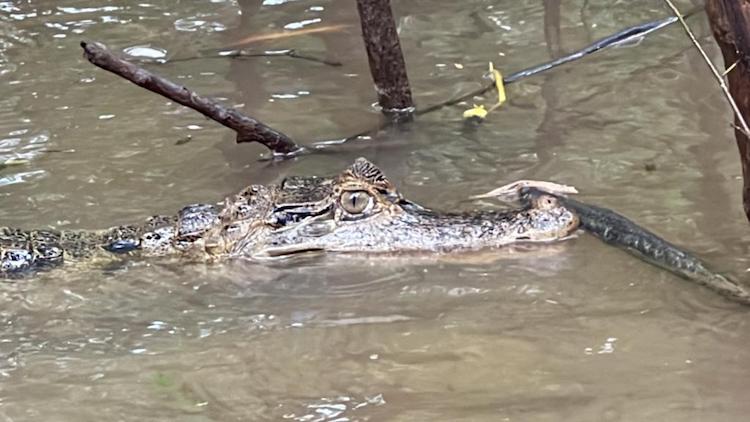 Crocodilo na Excursão Iberostar Heritage Grand Amazon, Amazónia, Brasil © Viaje Comigo