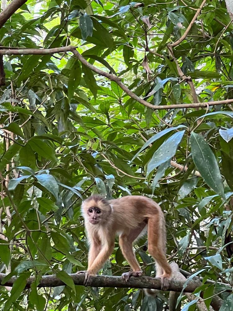 Macaco, Excursão Iberostar Heritage Grand Amazon, Amazónia, Brasil © Viaje Comigo