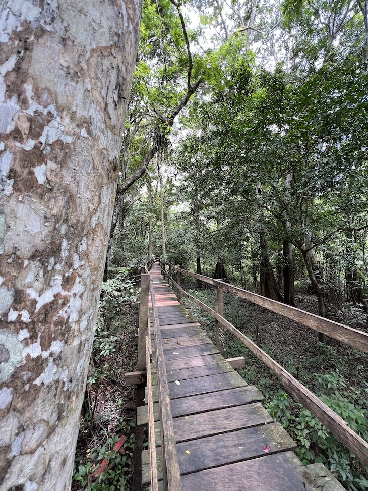Parque Ecológico Janauary - Iguana Day Tour - Amazonas - Brasil © Viaje Comigo