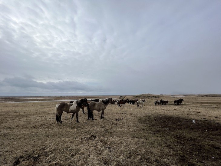 Cavalos - Islândia © Viaje Comigo