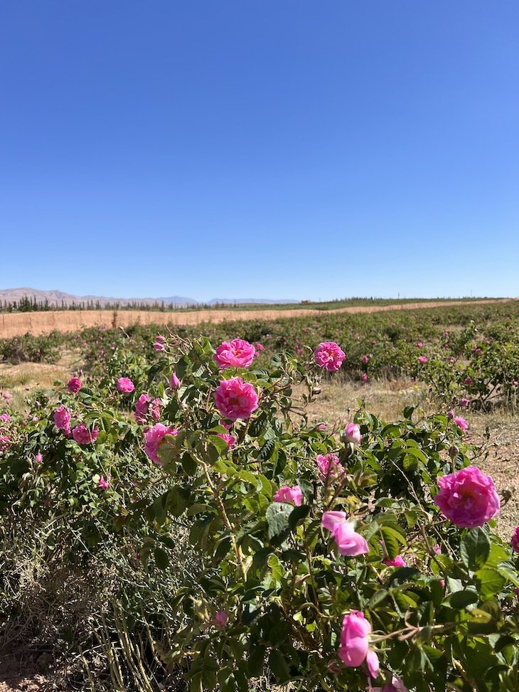 Vale das Rosas - Kelaat-M'Gouna- Marrocos © Viaje Comigo