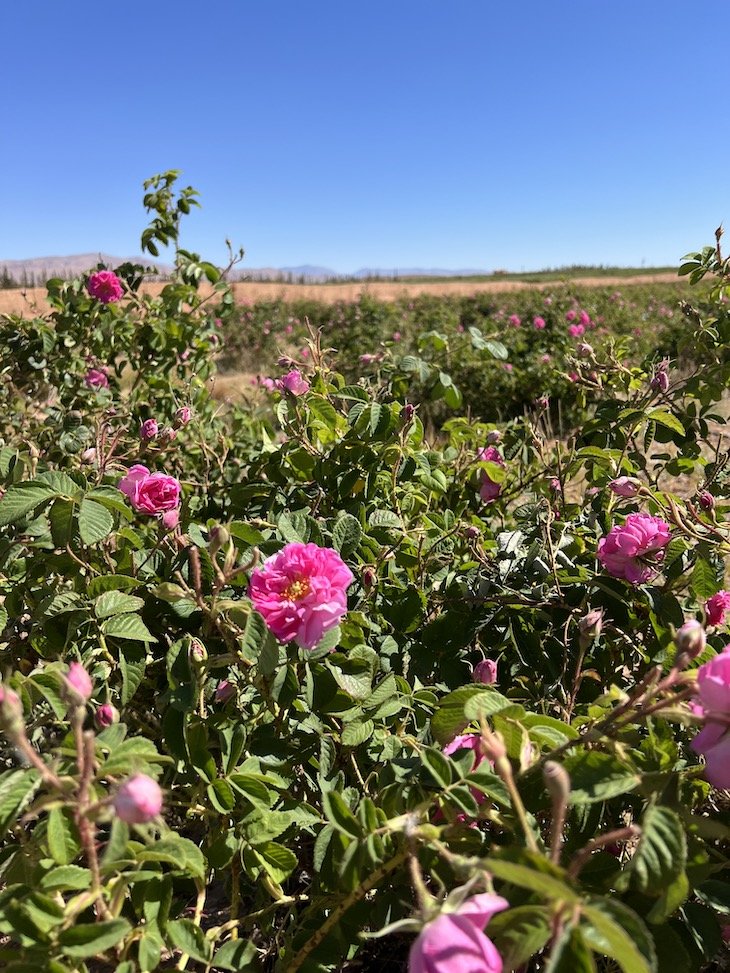 Vale das Rosas - Kelaat-M'Gouna- Marrocos © Viaje Comigo