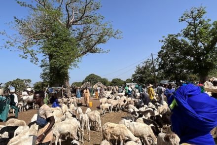 Mercado Ngueniane / Nguéniène - Senegal © Viaje Comigo