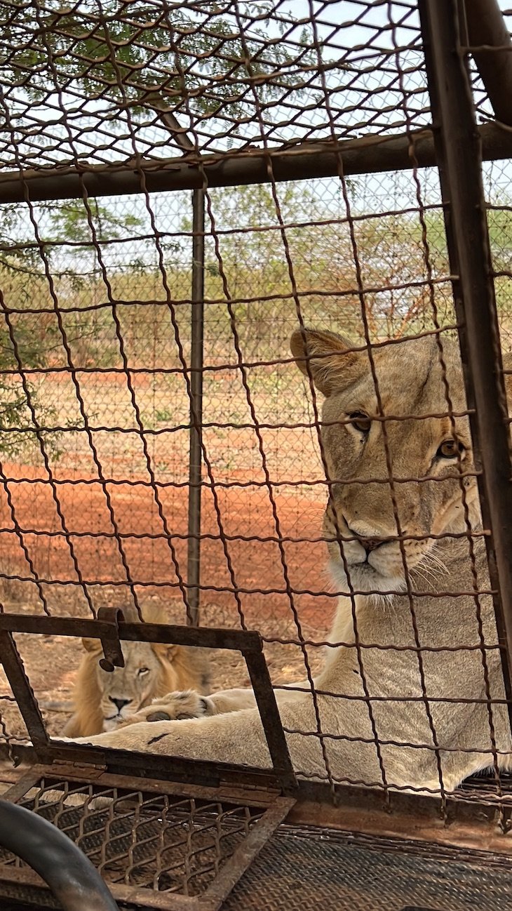 Safari Leões - Ranch Bandia - Senegal © Viaje Comigo