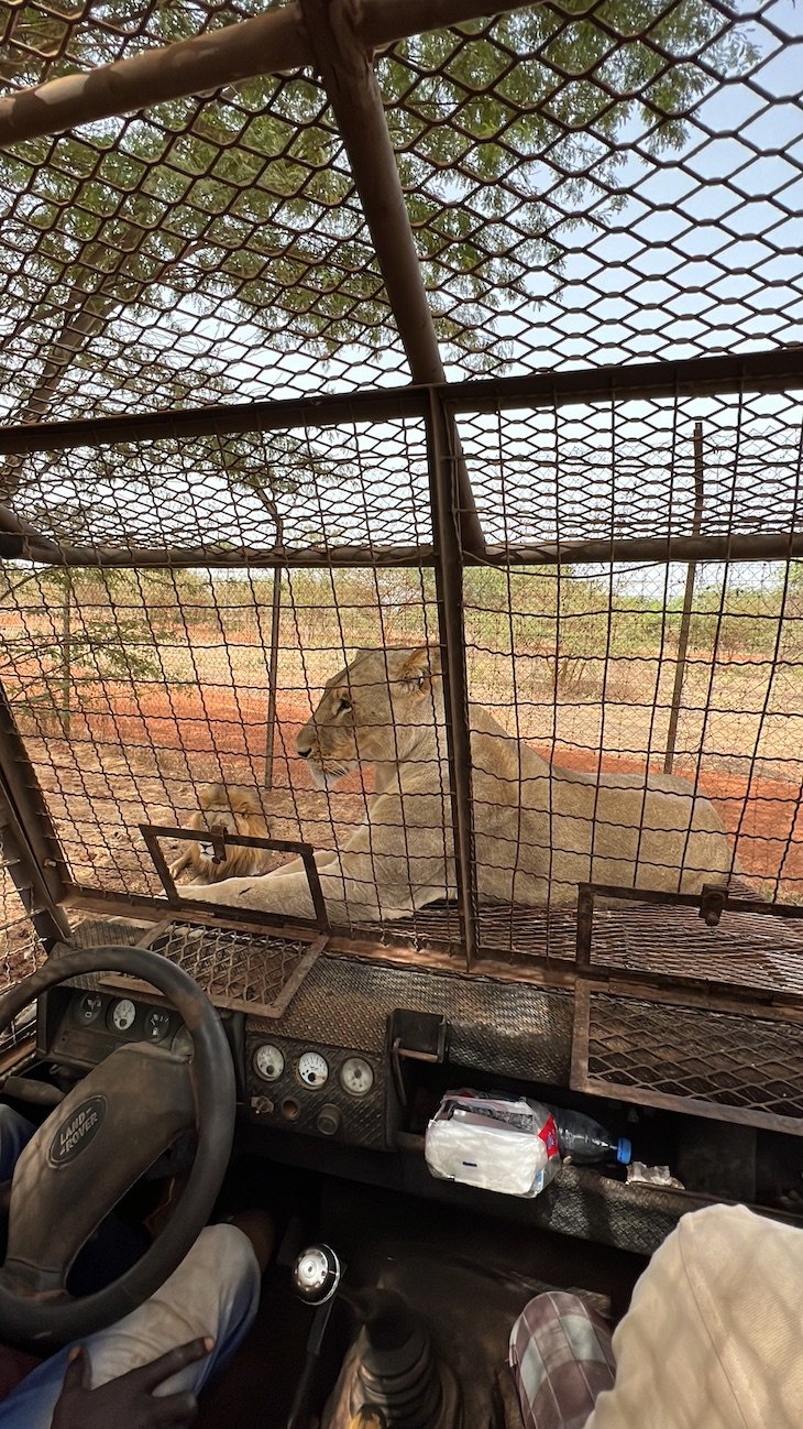Tour com leões - Ranch Bandia - Senegal © Viaje Comigo