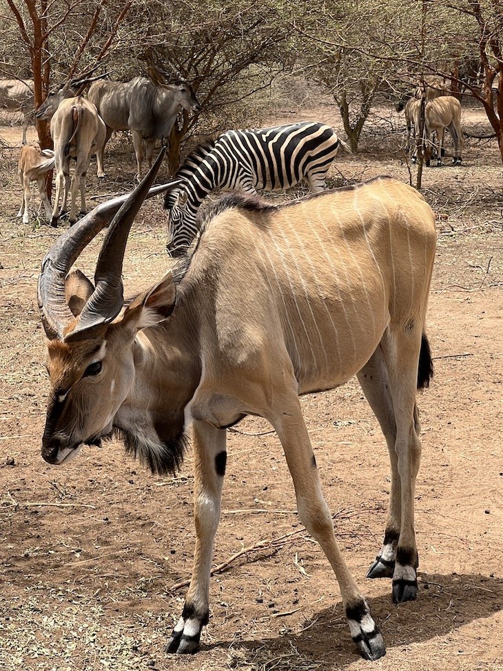 Safari Wildlife Reserve Bandia - Senegal © Viaje Comigo