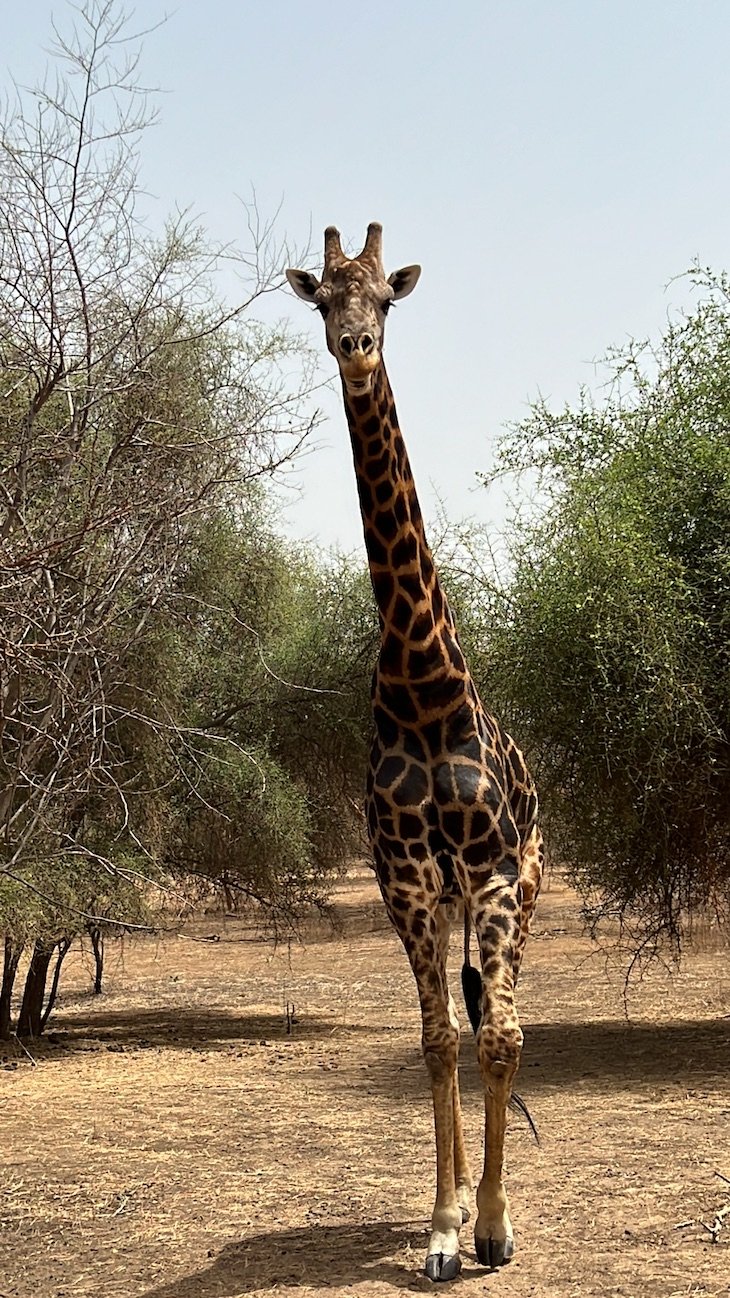 Safari Ranch Bandia - Senegal © Viaje Comigo