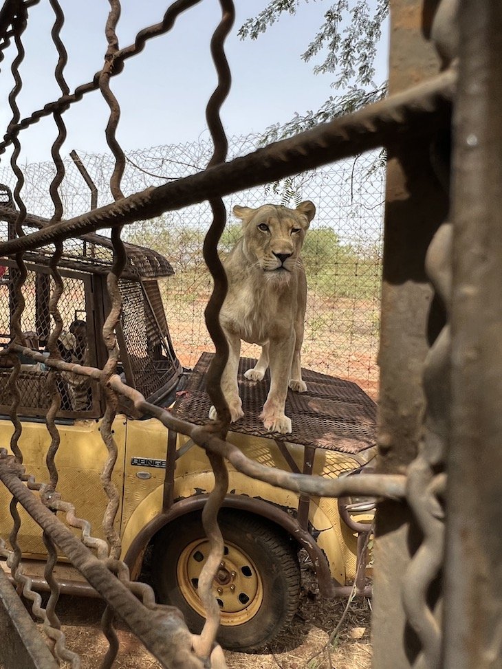 Tour com leões - Ranch Bandia - Senegal © Viaje Comigo