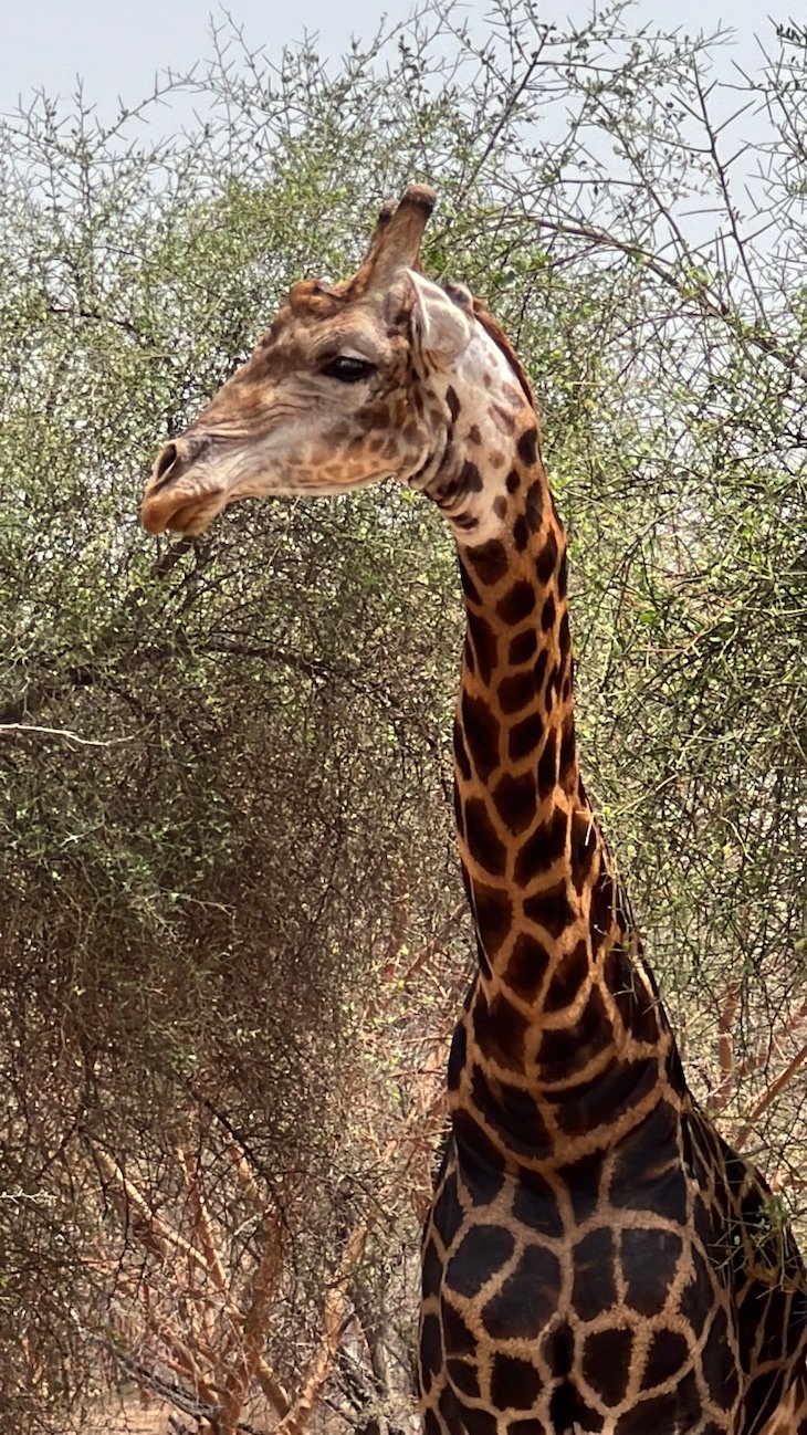 Safari Wildlife Reserve Bandia - Senegal © Viaje Comigo