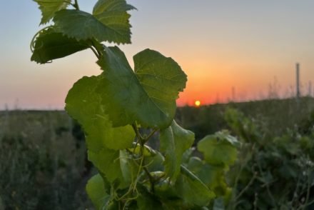 Vinhas do Alentejo © Viaje Comigo