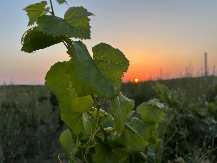 Vinhas do Alentejo © Viaje Comigo