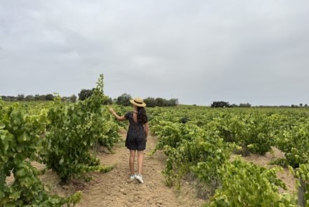 Vinhas Velhas - Herdade do Rocim - Alentejo - Porugal © Viaje Comigo