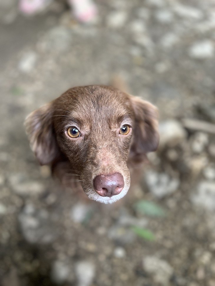 Cão Chocolate - Salto Yanigua - Excursão Los Haitises - República Dominicana © Viaje Comigo