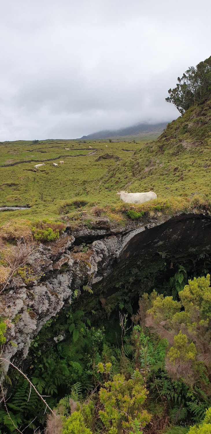 Furna do Frei Matias - Ilha do Pico - Açores © Viaje Comigo