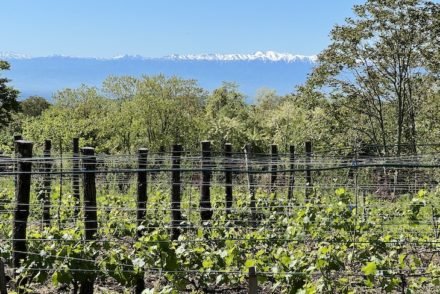 Chateau Chikovani - Zeda Gordi - Georgia © Viaje Comigo