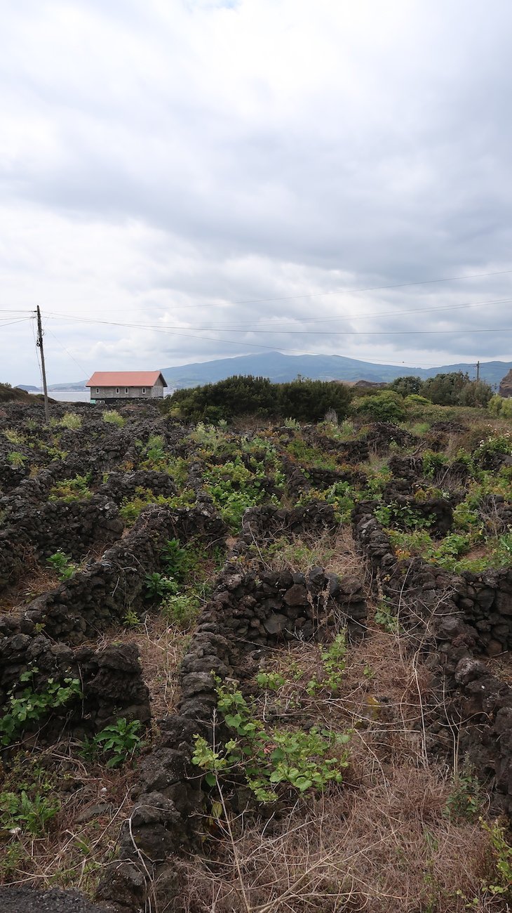 Vinhas da Madalena - Ilha do Pico - Açores © Viaje Comigo