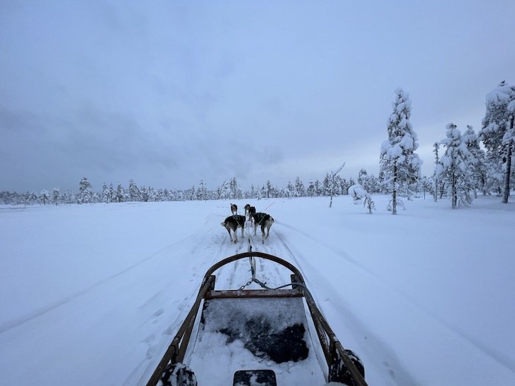 Trenó com huskies - Arctic Lifestyle -Lapónia - Finlândia © Viaje Comigo