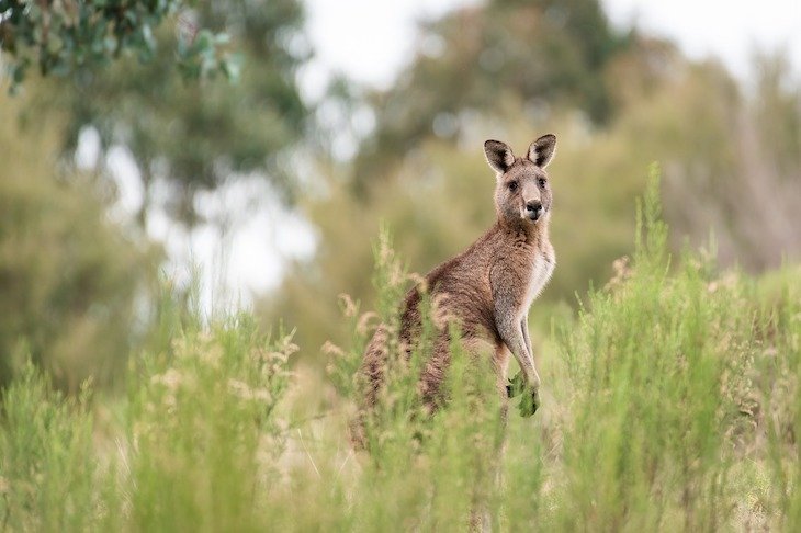 Canguru, Austrália © Pen_ash Pixabay