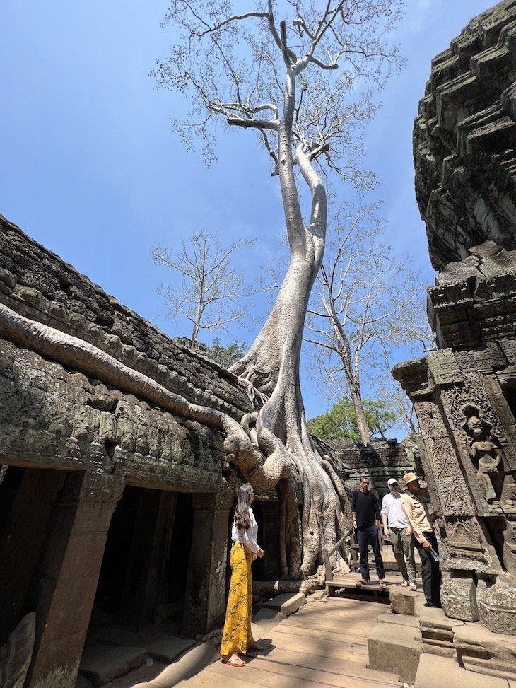 Ta Prohm -Angkor Wat - Siem Reap - Camboja © Viaje Comigo