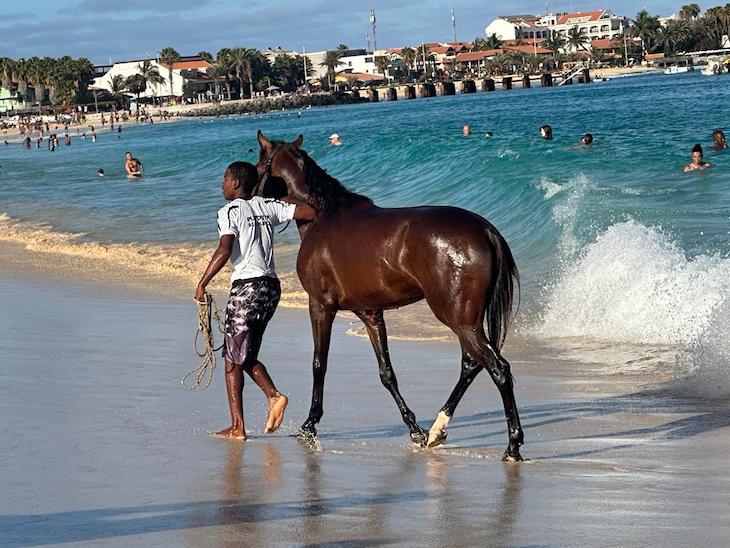 Cavalo na praia de Santa Maria - Ilha do Sal - Cabo Verde © Viaje Comigo