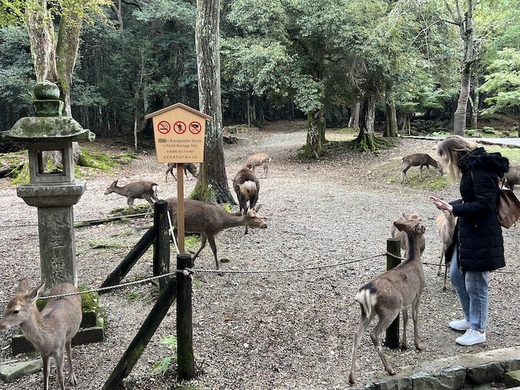 Nara - Japão © Viaje Comigo